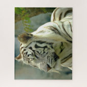 Naher Tiger Puzzle (Vertikal)