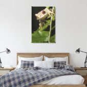 Naher Waldbaumfrosch (Leptopelis) Leinwanddruck (Insitu (Schlafzimmer))