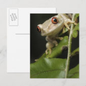 Naher Waldbaumfrosch (Leptopelis) Postkarte (Vorne/Hinten)