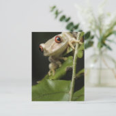 Naher Waldbaumfrosch (Leptopelis) Postkarte (Stehend Vorderseite)