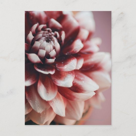 Naher Wassertropfen auf einer Blume Postkarte (Vorderseite)