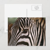 Naher Zebrakopf Postkarte (Vorne/Hinten)
