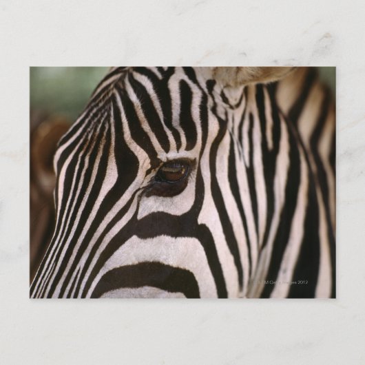 Naher Zebrakopf Postkarte (Vorderseite)