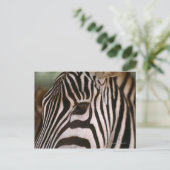 Naher Zebrakopf Postkarte (Stehend Vorderseite)