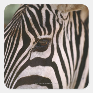 Naher Zebrakopf Quadratischer Aufkleber