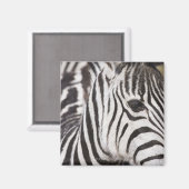 Naher Zebrastreifen Magnet (Vorderseite/Rückseite)