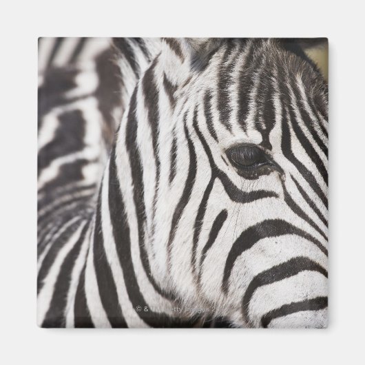 Naher Zebrastreifen Magnet (Vorne)