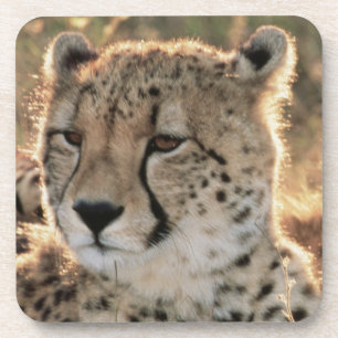 Naher Zusammenschluss von Cheetahs Getränkeuntersetzer