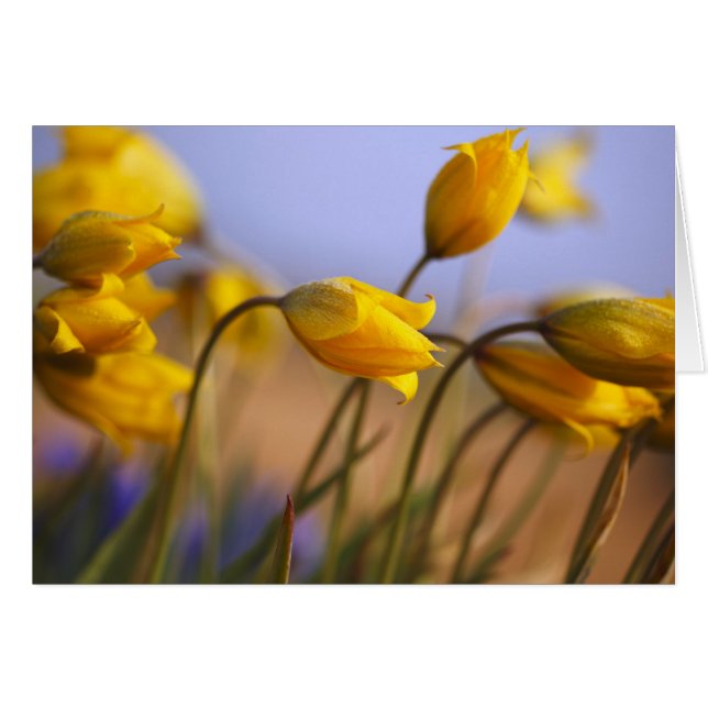 Naher Zusatz von Narzissen (Vorderseite (Horizontal))