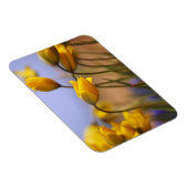 Naher Zusatz von Narzissen Magnet (Rechte Seite)