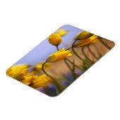 Naher Zusatz von Narzissen Magnet (Linke Seite)