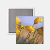 Naher Zusatz von Narzissen Magnet (Vorderseite/Rückseite)