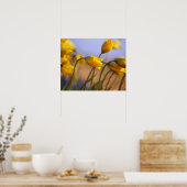 Naher Zusatz von Narzissen Poster (Küche)