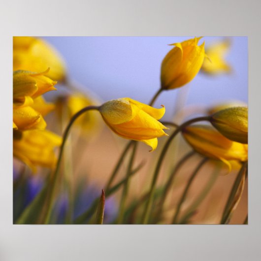 Naher Zusatz von Narzissen Poster (Vorne)