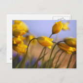 Naher Zusatz von Narzissen Postkarte (Vorne/Hinten)