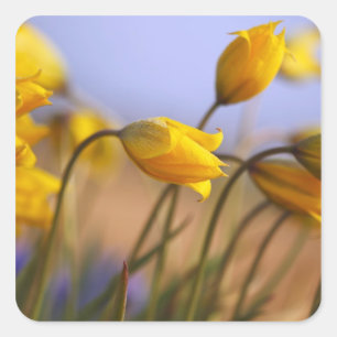 Naher Zusatz von Narzissen Quadratischer Aufkleber