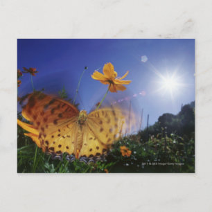 Nahes Aufblähen von Schmetterlingen Postkarte