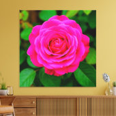 Nahes Aufblühen der rosa Rose Leinwanddruck (Insitu (Wohnzimmer))