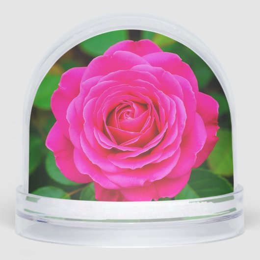 Nahes Aufblühen der rosa Rose Schneekugeln (Vorderseite)