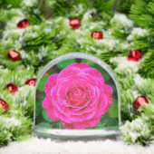 Nahes Aufblühen der rosa Rose Schneekugeln (Weihnachten)