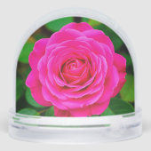 Nahes Aufblühen der rosa Rose Schneekugeln (Rückseite)