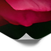 Nahes Aufblühen der rosafarbenen Rose im Sonnenlic Poster (Ecke)