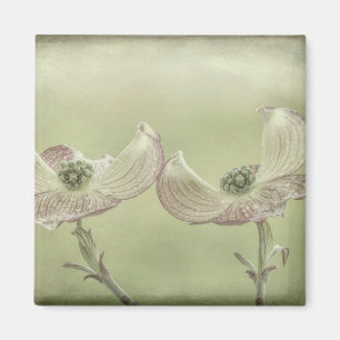 Nahes Aufblühen von rosa Dogwood Seabeck, WA Magnet