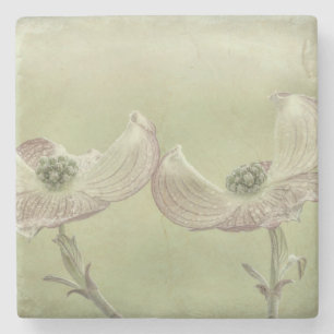 Nahes Aufblühen von rosa Dogwood  Seabeck, WA Steinuntersetzer