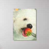 Nahes Aufgehen einer Bichon Frise, die eine Erdbee