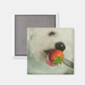 Nahes Aufgehen einer Bichon Frise, die eine Erdbee Magnet (Vorderseite/Rückseite)