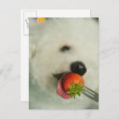 Nahes Aufgehen einer Bichon Frise, die eine Erdbee Postkarte (Vorne/Hinten)