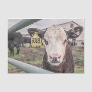 Nahes Aufkleben der Kuh, Teil 1 Seidenpapier