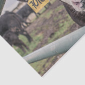 Nahes Aufkleben der Kuh, Teil 1 Seidenpapier (Ausschnitt)