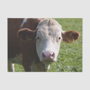 Nahes Aufkleben der Kuh, Teil 3 Seidenpapier