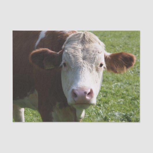 Nahes Aufkleben der Kuh, Teil 3 Seidenpapier (Vorderseite)