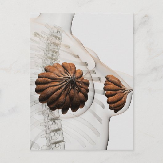 Nahes Aufkommen weiblicher Säugetierdrüsen Postkarte (Vorderseite)