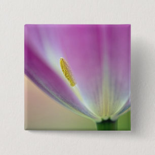 Nahes Aufsetzen der Unterseite der Tulpe-Blume, Ku Button