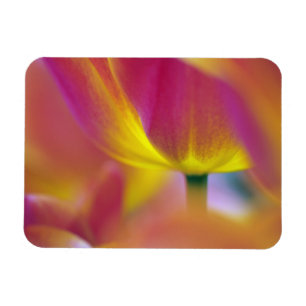 Nahes Aufsetzen der Unterseite der Tulpe-Blume, Ku Magnet