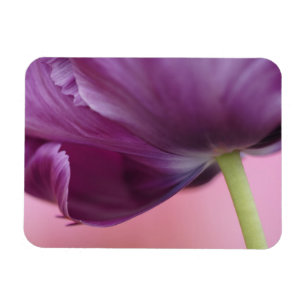 Nahes Aufsetzen der Unterseite der Tulpe-Blume, Ku Magnet