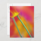 Nahes Aufsetzen der Unterseite der Tulpenbildung-B Postkarte (Vorne/Hinten)