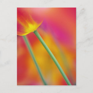Nahes Aufsetzen der Unterseite der Tulpenbildung-B Postkarte