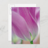 Nahes Aufsetzen der Unterseite der Tulpenbildung,  Postkarte (Vorne/Hinten)