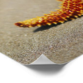 Nahes Aufsetzen eines KissenStarfischs Poster (Ecke)