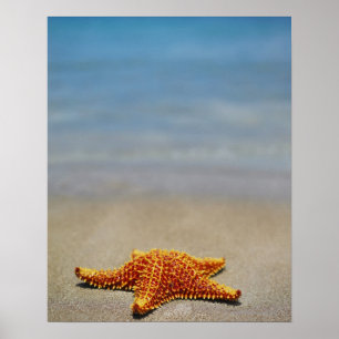 Nahes Aufsetzen eines KissenStarfischs Poster