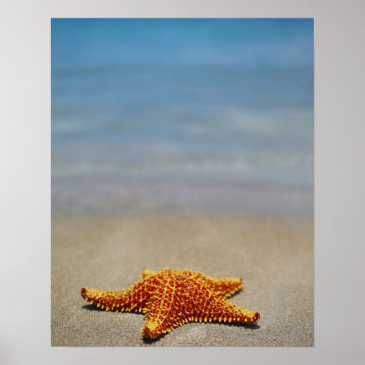 Nahes Aufsetzen eines KissenStarfischs Poster (Vorne)