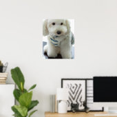 Nahes Aufsetzen eines Miniaturpoodles Poster (Heimbüro)