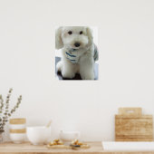 Nahes Aufsetzen eines Miniaturpoodles Poster (Küche)