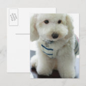 Nahes Aufsetzen eines Miniaturpoodles Postkarte (Vorne/Hinten)