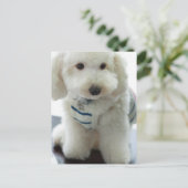 Nahes Aufsetzen eines Miniaturpoodles Postkarte (Stehend Vorderseite)