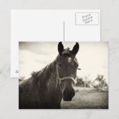 nahes Aufsetzen eines Pferdes mit Sepiaton Postkarte (Vorne/Hinten)